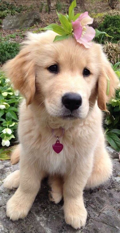 a puppy with a pink flower on its head sitting on a rock in front of some flowers