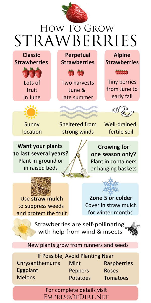 how to grow strawberries info sheet