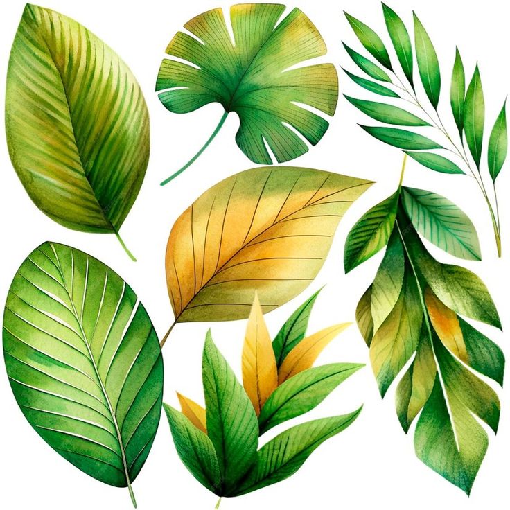 watercolor painting of green leaves on white background