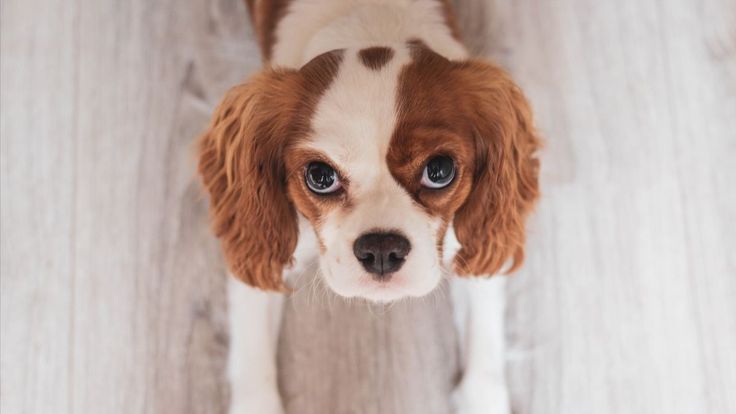 I-Love-Cavaliers.com