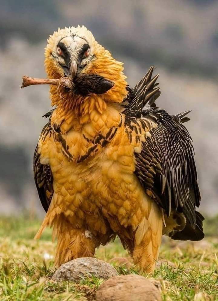 a large bird standing on top of a grass covered field with a stick in it's mouth