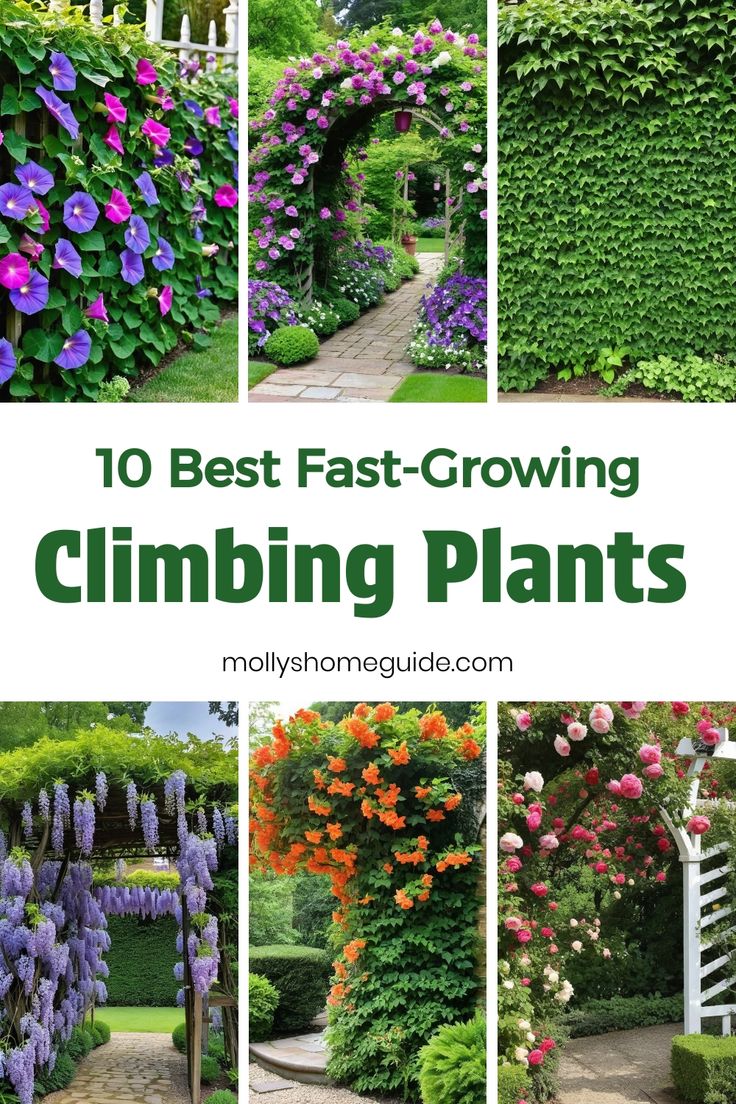 Discover a curated collection of some of the best fast-growing climbing plants for your garden! Whether you're looking to add vertical interest with fast-growing vines or need climbing plants for trellises and containers, this list has got you covered. Explore amazing options among fast growing creepers and vines that will elevate your outdoor space. Get inspired with these climbing plant ideas and consider adding these best climbers to your gardening repertoire. Creeper Plants Ideas, Privacy Vines Fast Growing, Pergola With Climbing Plants, Climber Plants Ideas, Plants For Trellis Climbing Flowers, Outdoor Climbing Plants, Climbing Vines On House, Wall Creeper Plants, Fast Growing Vines Climbing