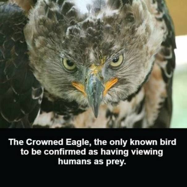 an owl with the caption, the crowed eagle, the only known bird to be confined as having viewing humans as prey