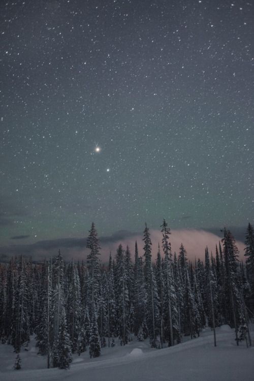 the night sky is filled with stars and trees in the foreground are snow - covered evergreens