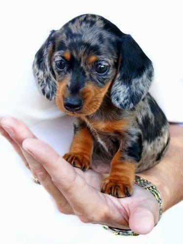 a small dachshund puppy sitting on top of someone's hand