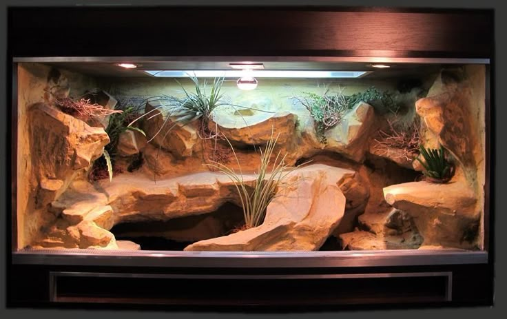 an aquarium with rocks and plants in it