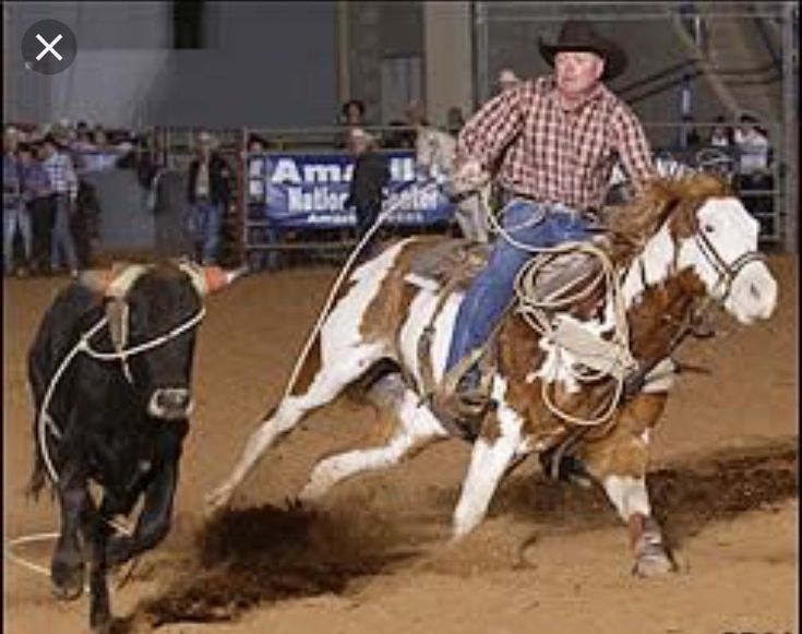 a man riding on the back of a brown and white horse next to a cow