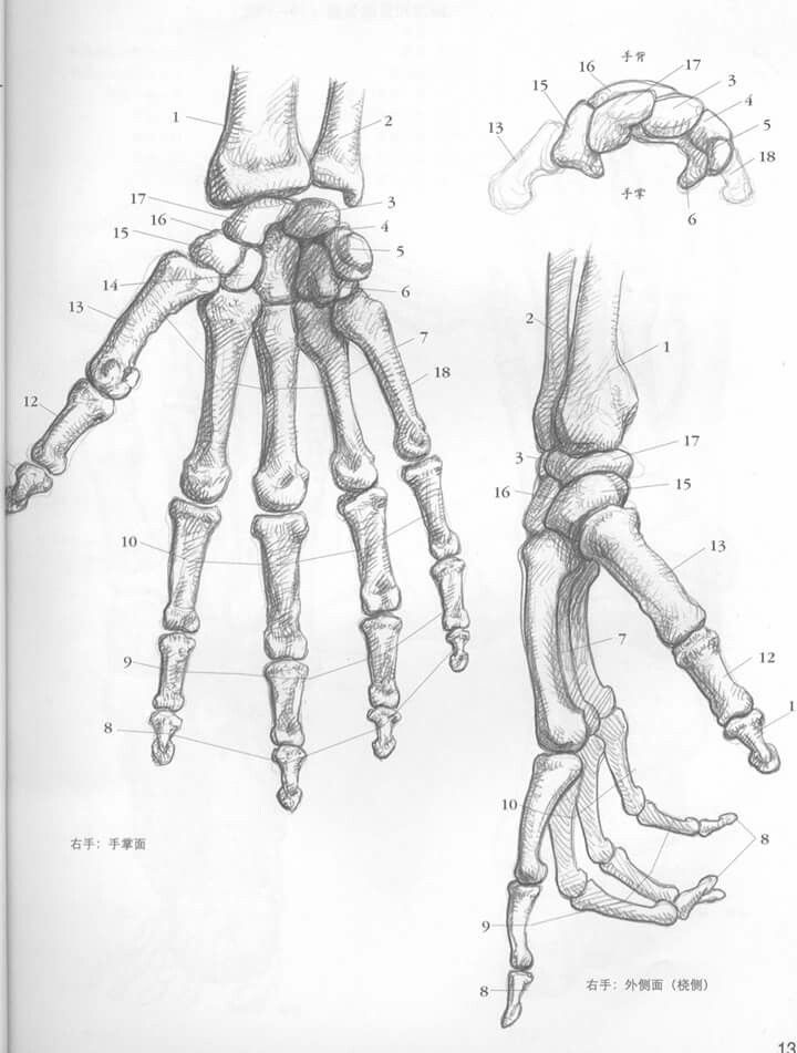 a diagram of the hand and wrist bones from an old medical book, showing different types of hands