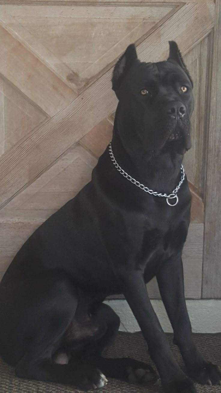 a black dog sitting on the floor next to a wooden door with a chain around it's neck