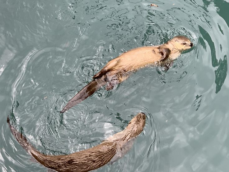 two otters swimming in the water together