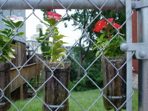 some red flowers are in vases behind a chain link fence