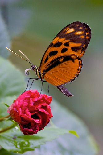 an orange and black butterfly sitting on top of a flower