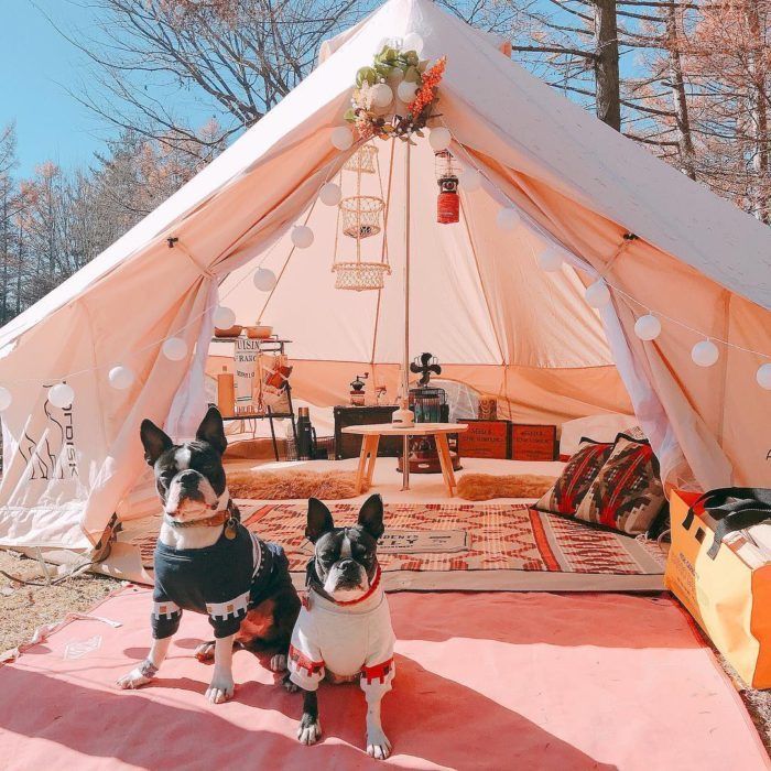 two dogs are sitting in front of a tent