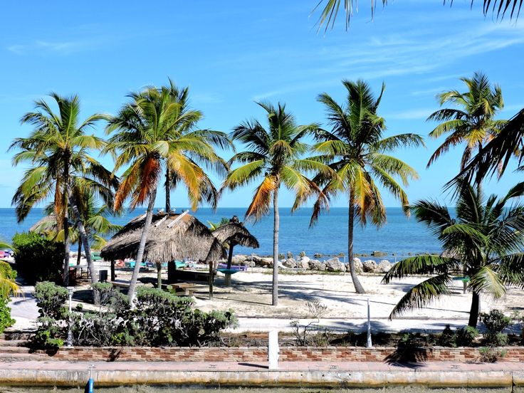 palm trees line the beach in front of an ocean