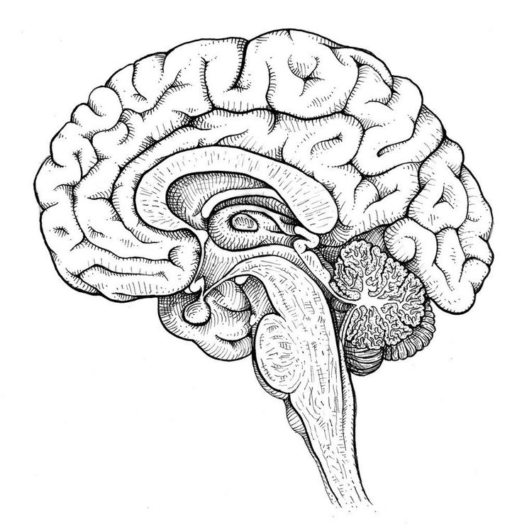 a black and white drawing of a human brain with the cerebratorys visible