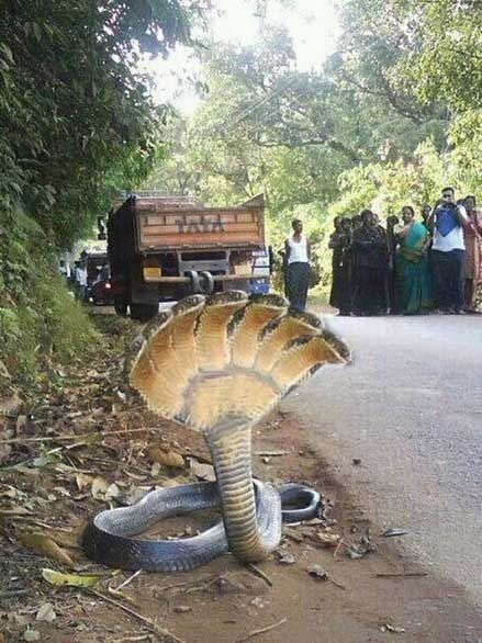 a large snake laying on the side of a road next to a truck and people