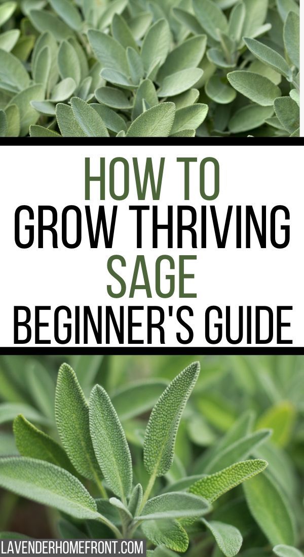 sage plant with text overlay how to grow thriving sage beginner's guide