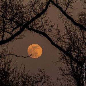 the full moon is seen through some trees