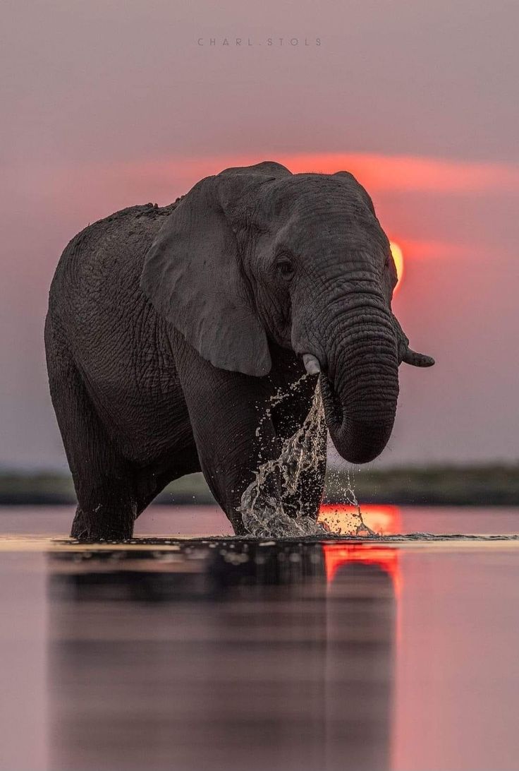 an elephant is standing in the water with its trunk in it's mouth as the sun sets