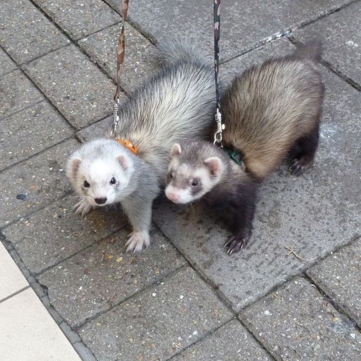 two ferrets are tied to a chain on the sidewalk and one is looking at the camera