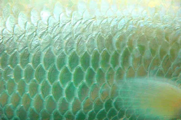 a blurry image of a fish in the water behind a mesh fence with sunlight coming through it