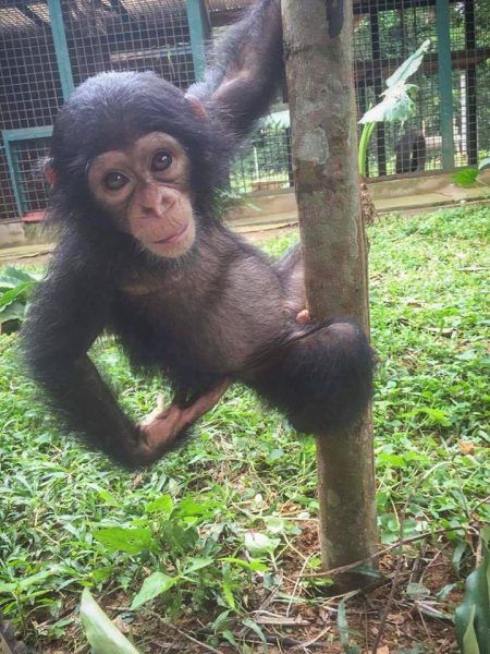 a baby chimpan hanging from a tree branch