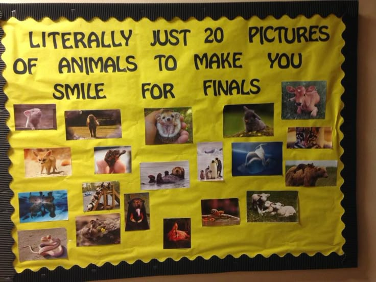 a bulletin board with pictures of animals and words that read literally just 20 pictures of animals to make you smile for finals