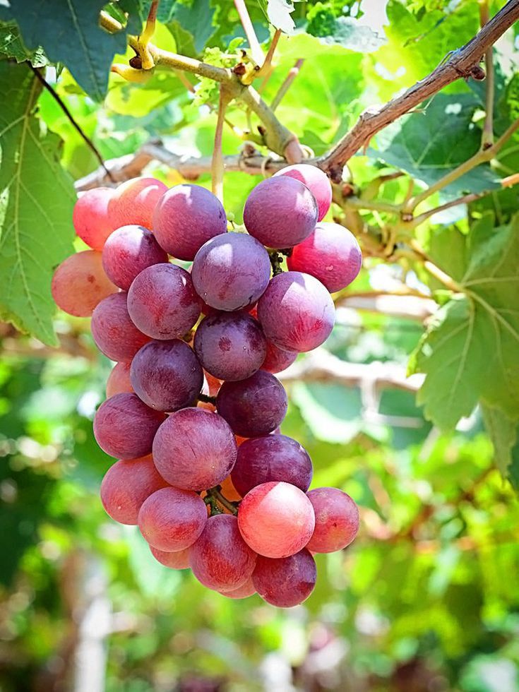 some grapes are hanging from a vine