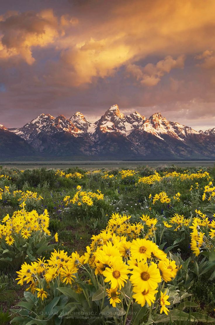 the mountains are covered with snow in the distance and yellow flowers on the foreground