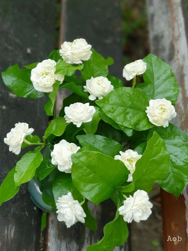 a potted plant with white flowers and green leaves