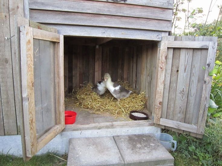 two baby chickens are sitting in their coops on the grass and straw covered ground