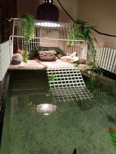 a caged in area with plants and food on the ground next to it, surrounded by water