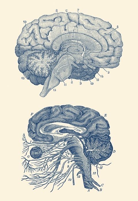 an old diagram of the human brain