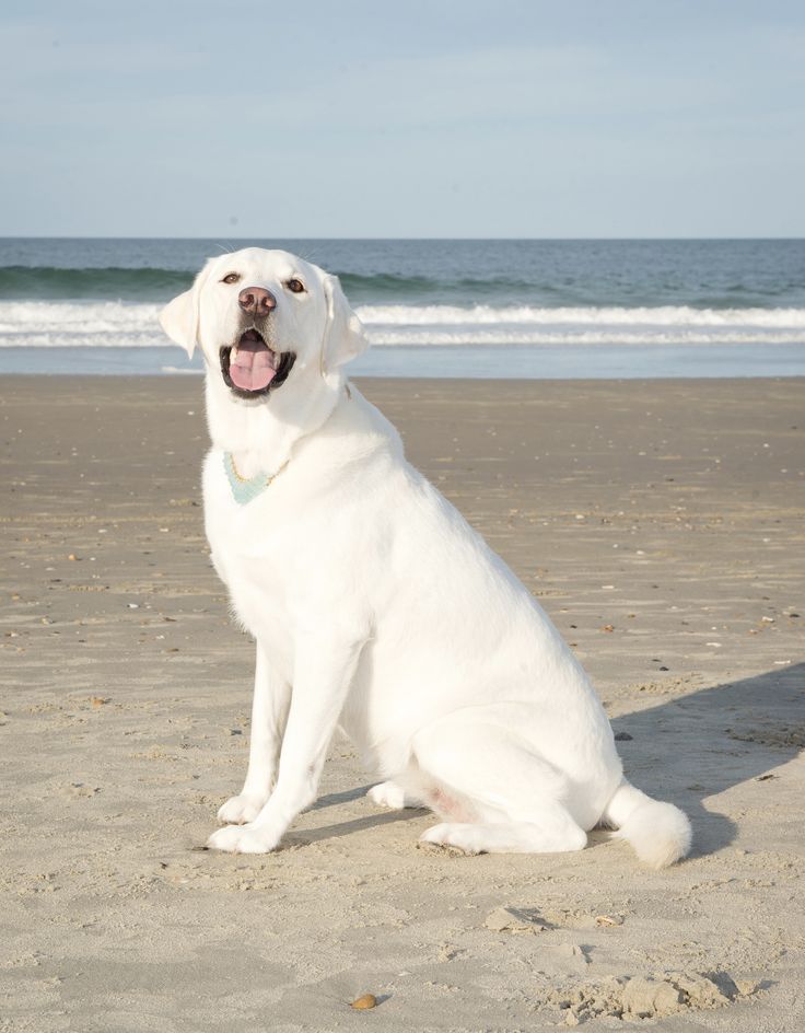 a large white dog sitting on top of a sandy beach