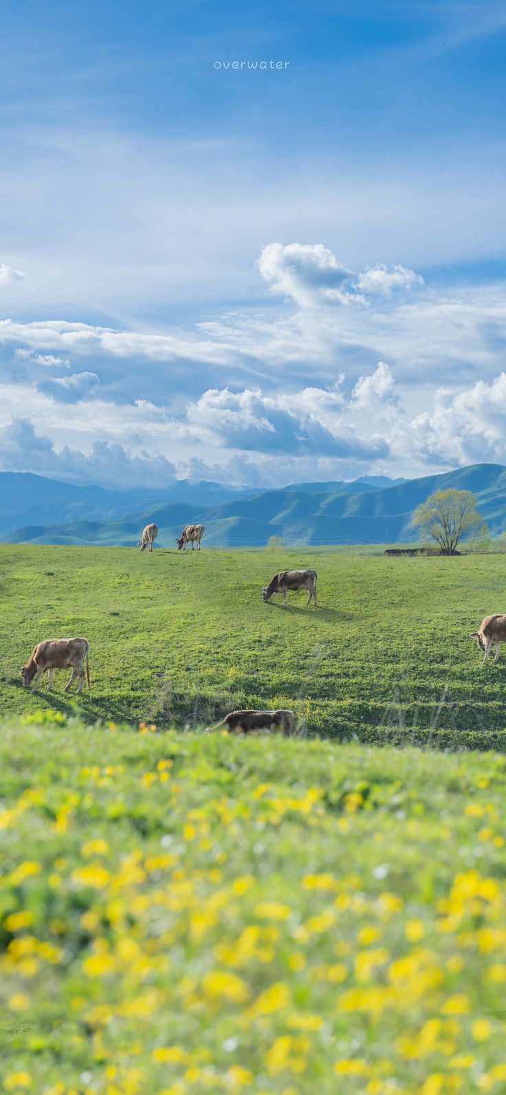 cows grazing in a green field with yellow flowers on the ground and mountains in the background