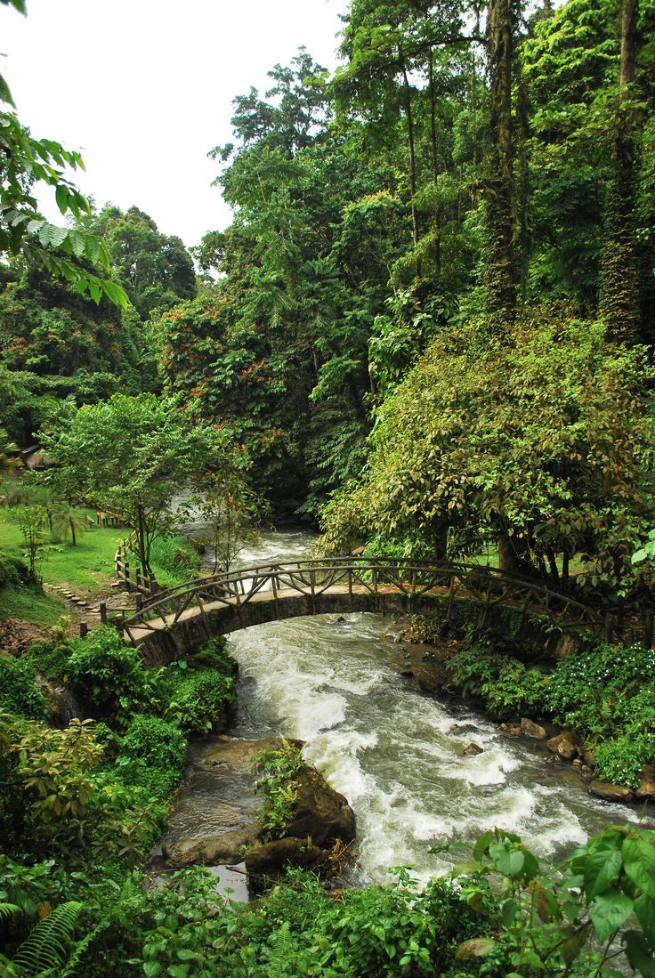 a bridge over a river in the middle of a lush green forest filled with trees