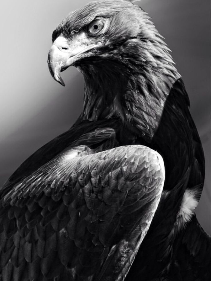 a black and white photo of an eagle