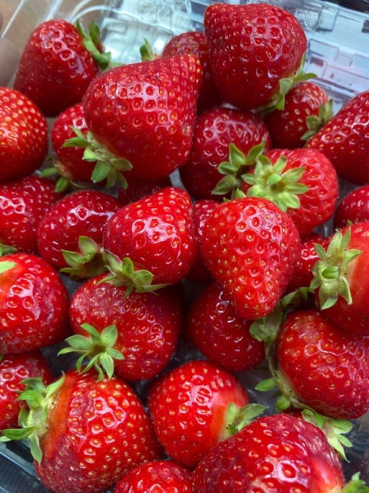 a plastic container filled with lots of ripe strawberries