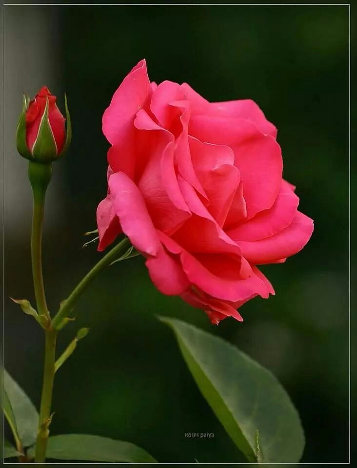 # Morning Rose, Rose Belle, Rose Flower Pictures, Beautiful Red Roses, Coming Up Roses, Rose Images, Des Roses, Beautiful Rose Flowers, Love Rose