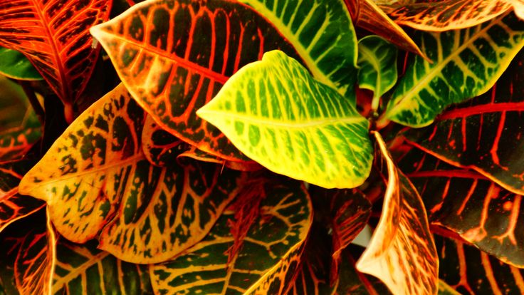 a close up view of some green and red leaves