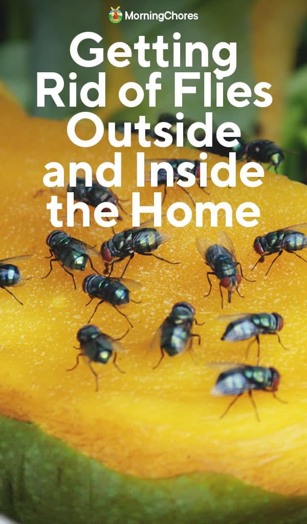 a bunch of flies sitting on top of a piece of melon with the words getting rid of flies outside and inside the home