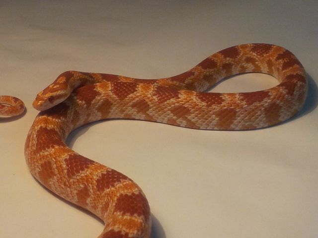 an orange and white snake is laying on the floor with its head turned to the side