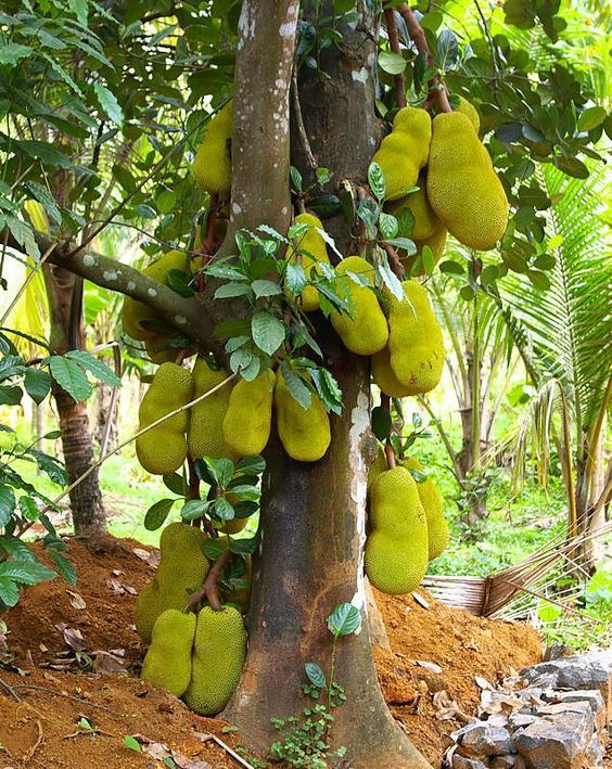 the fruit is growing on the tree and ready to be picked from it's branches