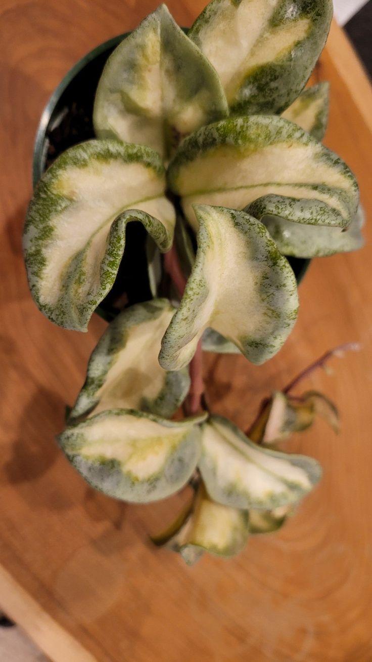 a flower that is on top of a wooden table