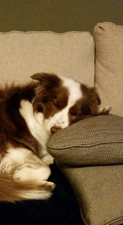 a brown and white dog laying on top of a couch