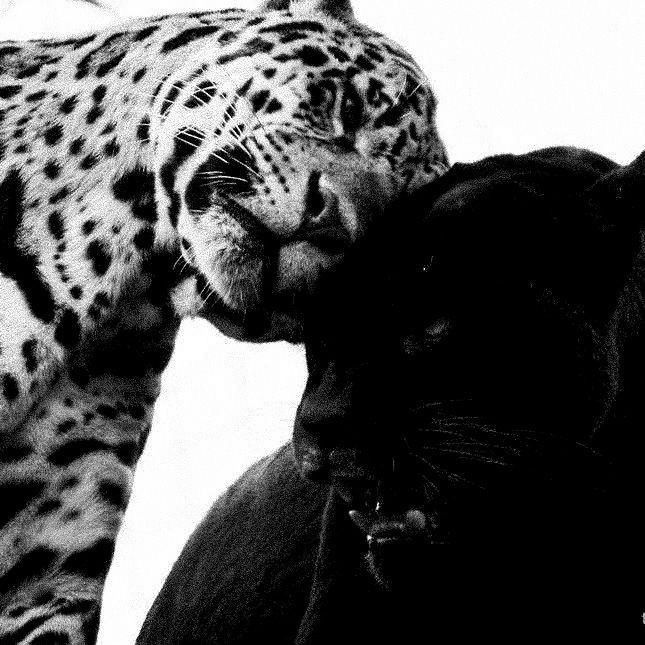 a leopard and a black cat are facing each other