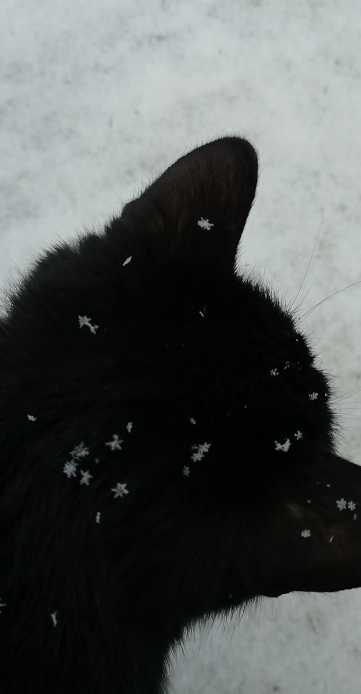 a black cat with white stars on it's fur looking at something in the distance