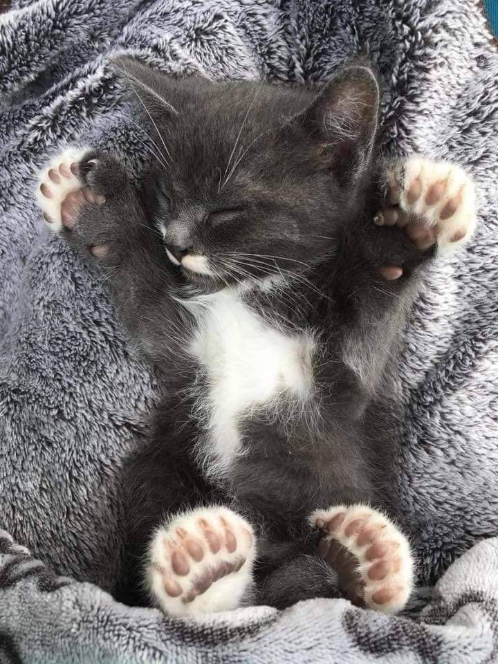 a small black and white kitten laying on top of a gray blanket with its paws in the air