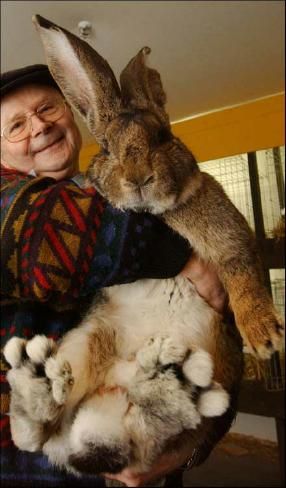 an old man holding a rabbit in his arms and smiling at the camera with text that reads herman can eat a pale of hay per week