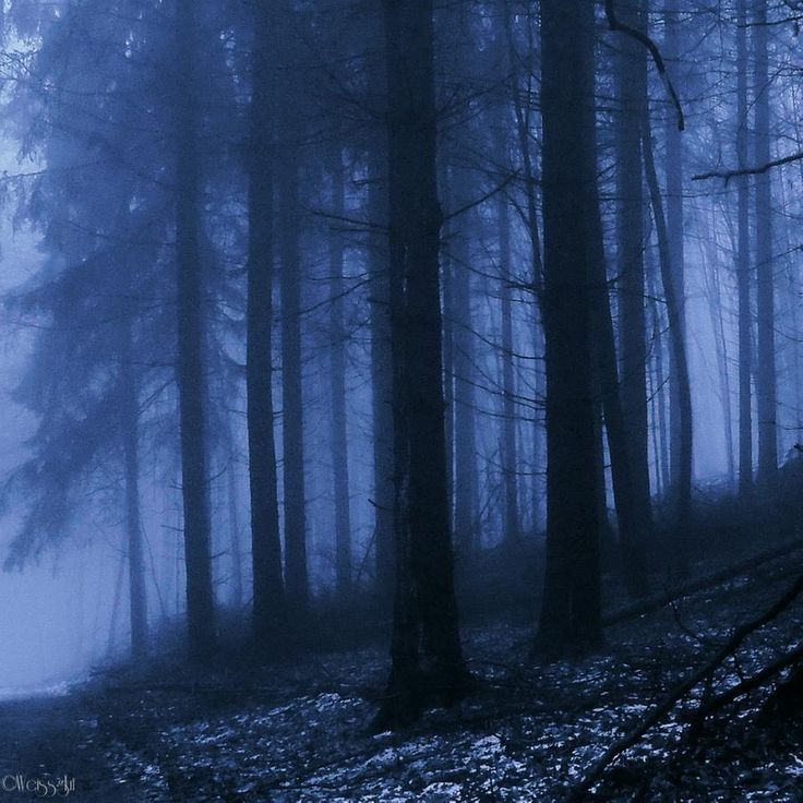 a foggy forest filled with lots of trees